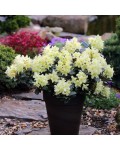 Rhododendron ’Princess Anne’полив